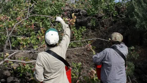 Gaetano Guidotto Pistachio verde di Bronte being harvested