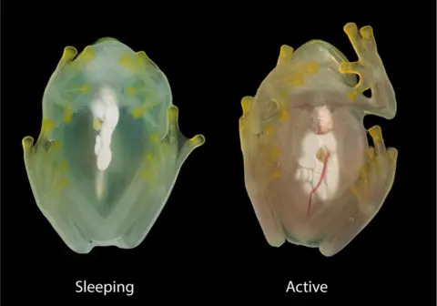 Jesse Delia The frog has different levels of red blood cells circulating when asleep and when active