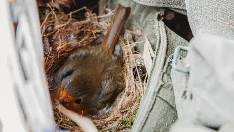 Sarita White Photography Nesting robin