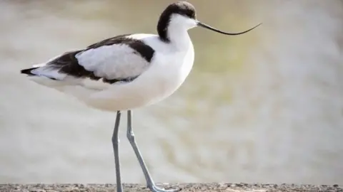 Getty Images Avocet