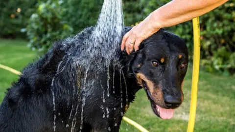 Getty Images Dog keeping cool with a hose