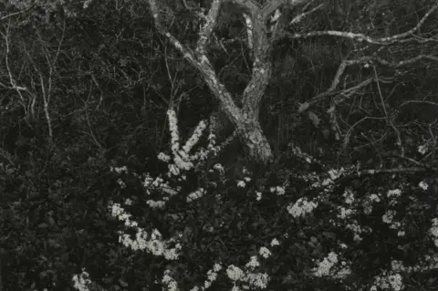 Thomas Joshua Cooper Flowers and a tree in a front garden