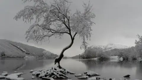 Hazeelin Hassan The "famous lone tree" in Llanberis, Snowdonia