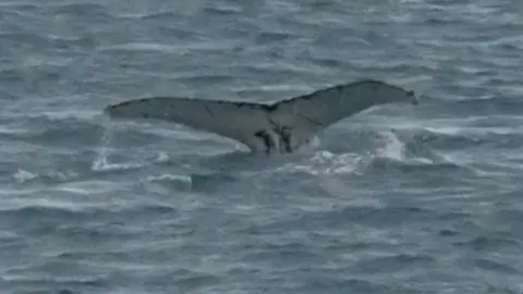 Martin Goodey Humpback whale