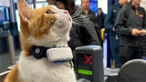 Adventures of Nala Nala the cat sitting on a ticket gate