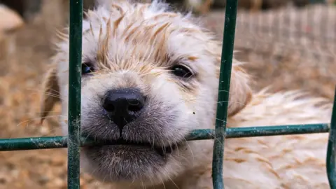 Getty Images Puppy biting cage wire