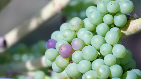 A bunch of green grapes with several turning red in the middle.