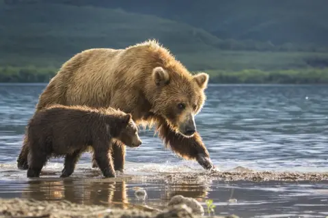 anat gutman Two bears wade in the river.