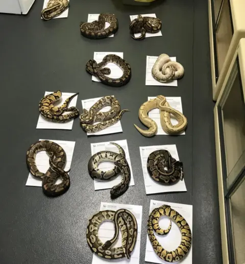 RSPCA Snakes