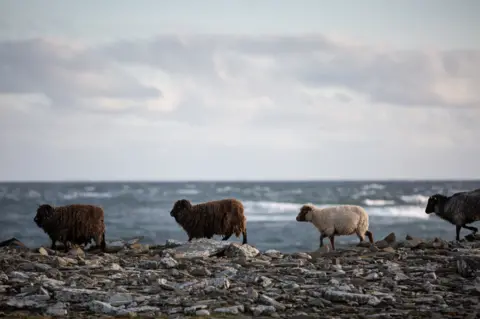 BBC Sheep trot along the shore