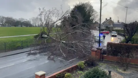 A tree across a road in Newport