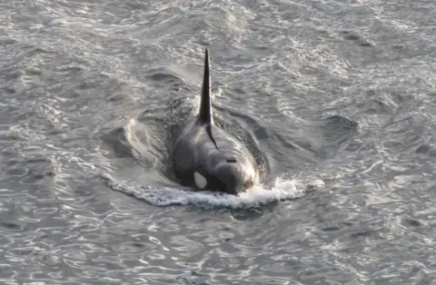 Karen Munro Male orca off Dunnet Head