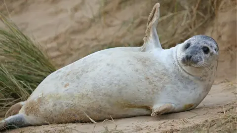 PA Media A reclining seal appears to wave