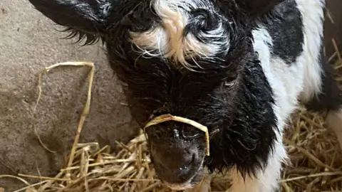 North Norfolk District Council Bagot goat kids