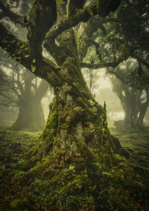 Anke Butawitsch A photo of an old tree in a green forest