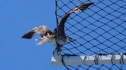 James Walsh A photo of the bird