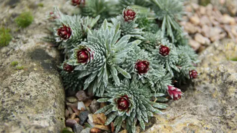 CUBG/Howard Rice Saxifraga sempervivum