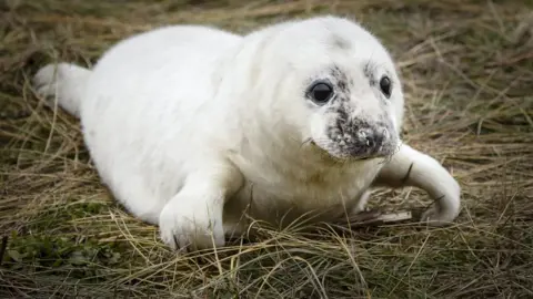 PA Media Seal pup