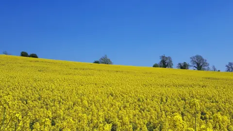 Cristina Gentilini Rapeseed field near Chipping Norton