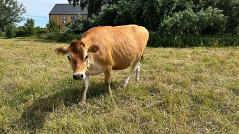 Cow who was mounted by man in field