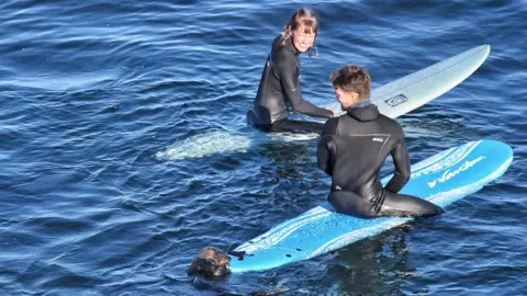 Mark Woodward/Native Santa Cruz Otter 841 latches on to a surfboard