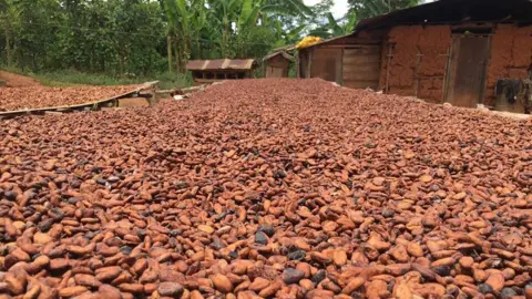 Ohene Cocoa Cocoa drying in the sun