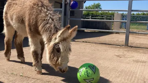 Sidmouth Donkey Sanctuary a photo of Kai the donkey with a football