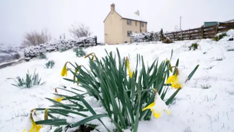 PA Media Daffodil blooms in the snow near Stanhope, in Northumberland