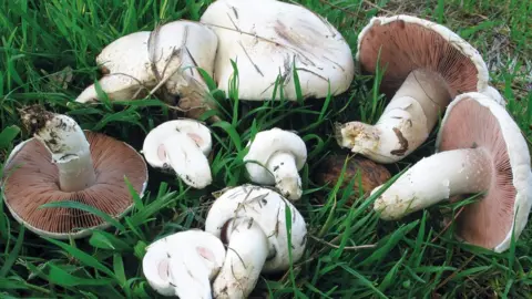 Royal Botanic Gardens, Kew Field mushroom