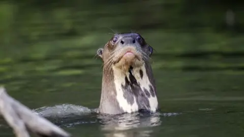 Gamma-Rapho via Getty Images Giant Otter Pteronura brasiliensis. (Photo by Sylvain CORDIER/Gamma-Rapho via Getty Images)