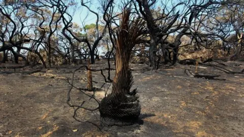 Getty Images Charred trees in the Parndana region of Kangaroo Island