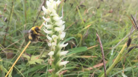 BBC A bee on one of the Irish Lady's Tresses orchids found in Ballymena