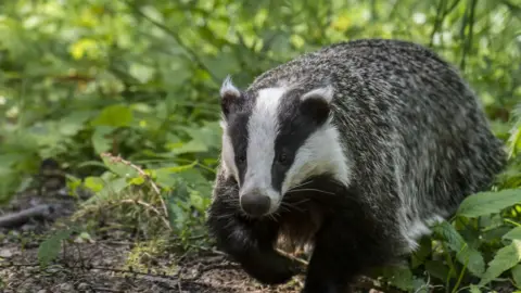 A European male badger foraging