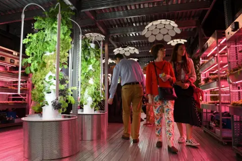 Getty Images Vegetables growing under artificial light in the IKEA: Gardening Will Save The World garden at Chelsea Flower show