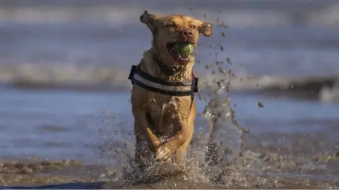 Getty Images Dog on beach