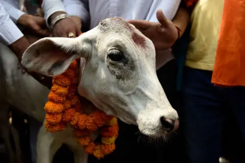 AFP Indian cow