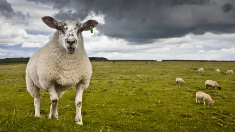 Loop Images Sheep in field