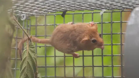 Alistair Grant Dormouse in a release cage