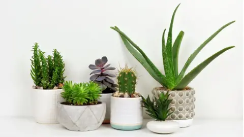 Getty Images Potted house plants