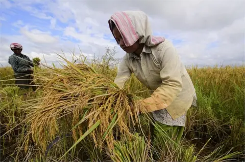 Getty Images India paddy cultivation