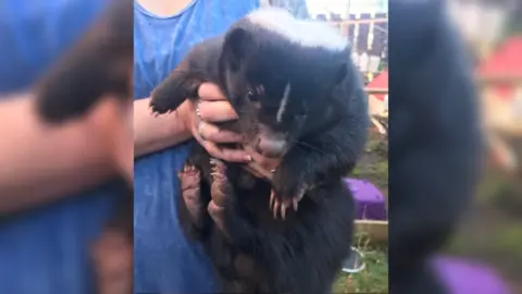 RSPCA Tilikum the Skunk