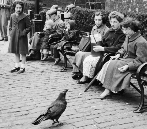 Getty Images Raven in 1956