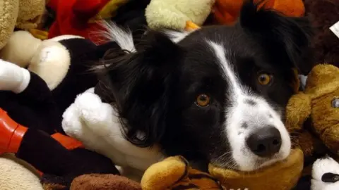 BBC Pet dog