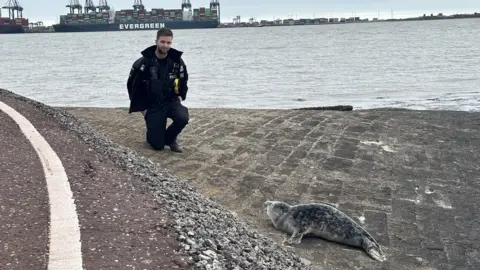 Essex Police A police officer attends to a seal pup after people were seen throwing items at it