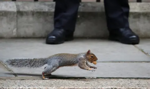 Hannah McKay/ Reuters A squirrel carries a nut.