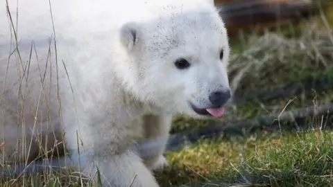 A polar bear born at the Highland Wildlife Park near Aviemore has been named Brodie.