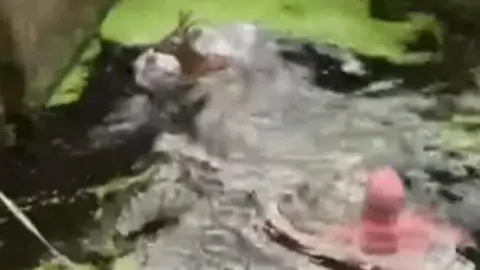 Deer in water with man rescuing it