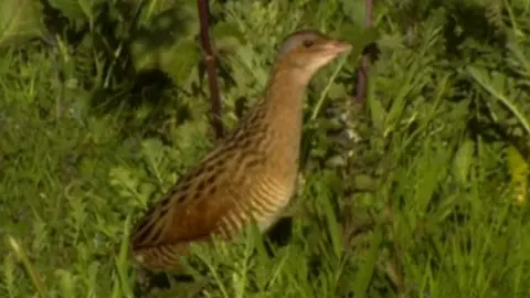 A male corncrake on Rathlin in 2016