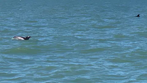 Stacey Belbin Dolphin in the sea