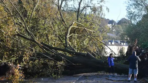 AFP/Getty Images Residents look at fallen trees in Cork